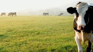 畜牧甲烷减排项目